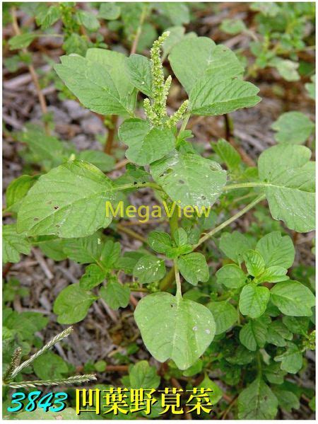 凹頭畏芝|Amaranthus lividus